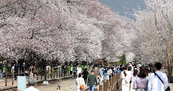 경남 창원시 진해구 경화역공원. [연합]