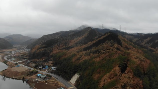 지난해 산불로 피해를 입은 경북 울진군의 덕구군립공원 산림복원 대상지 모습. 산림청 제공