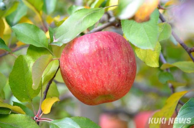 지난해 10월 화천의 한 과수원에서 사과가 탐스럽게 익어가고 있따. 화천군은 21일부터 농업인 대학을 개강해 사과와 토마토, 청년농업인학과 교육을 시작한다.