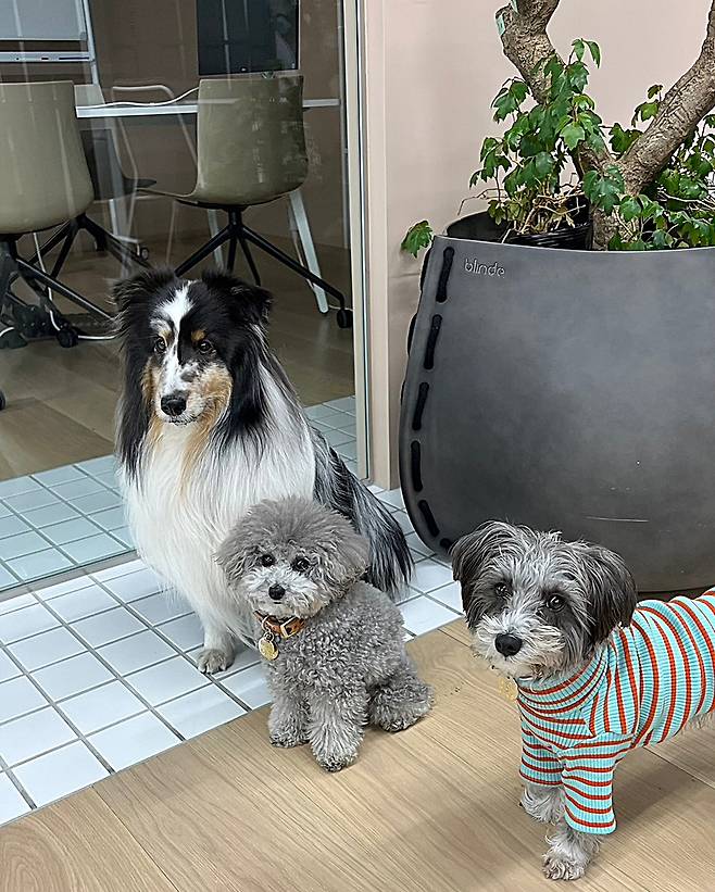 일본 도쿄 라이프스타일 회사 프랭키에 주인과 함께 동반출근한 반려견들. 사진: 프랭키 사원견 트위터.