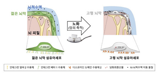 KAIST는 뇌막이 노화되면서 쌓인 당이 뇌 기능 장애를 유발한다는 사실을 규명했다. 



KAIST 제공