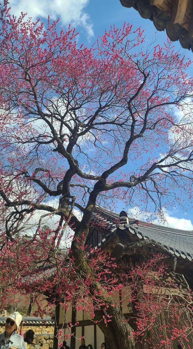 사진제공|화엄사