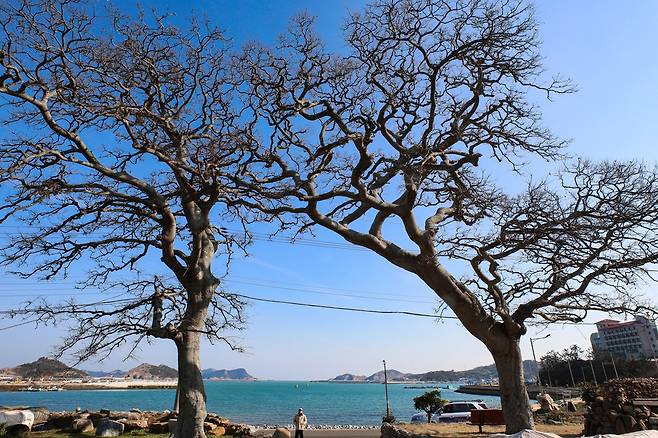 진리마을 앞 팽나무 두 그루 [사진/진성철 기자]