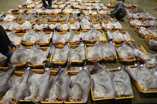 흑산수협 위판장에서 열린 홍어 경매 [사진/진성철 기자]