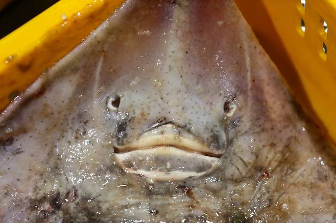 경매에 나온 흑산도 홍어 [사진/진성철 기자]