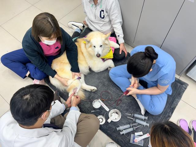 한 번 헌혈 시 보통 개 다리의 혈관에서 320㎖를 채혈하는데 준비부터 회복과정까지 총 2~3시간 정도 소요된다. 한국헌혈견협회 제공