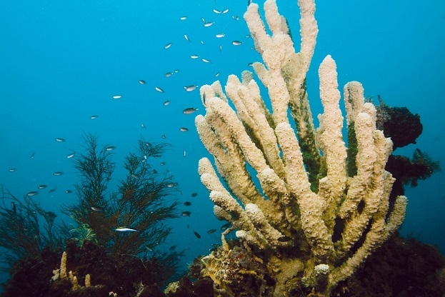 최고의 다이빙 여행지는 필리핀 - 팔라완, 오키카와 마루 난파선 속 산호(Corals in Okikawa Maru). 사진제공|에어뷰코리아
