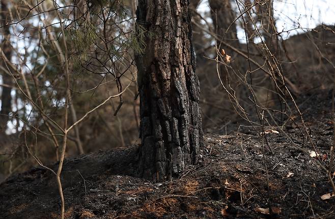 지난 8일 발생한 경남 합천 산불로 검게 탄 나무. 산림청은 화재 발생 20시간 만인 지난 9일 오전 10시쯤 주불 진화를 완료했다. /연합뉴스