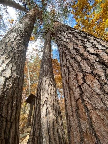 하늘 높이 솟아 오른 울진 금강송. [사진 박은영]