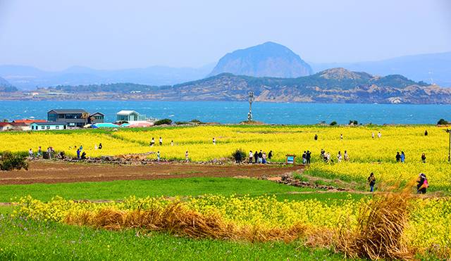 만발한 유채꽃과 청보리가 어우러져 다채로운 빛깔을 드러낸 가파도 봄 풍경. 바다 건너 우뚝 솟은 산방산이 웅장하다. 사진제공=제주특별자치도