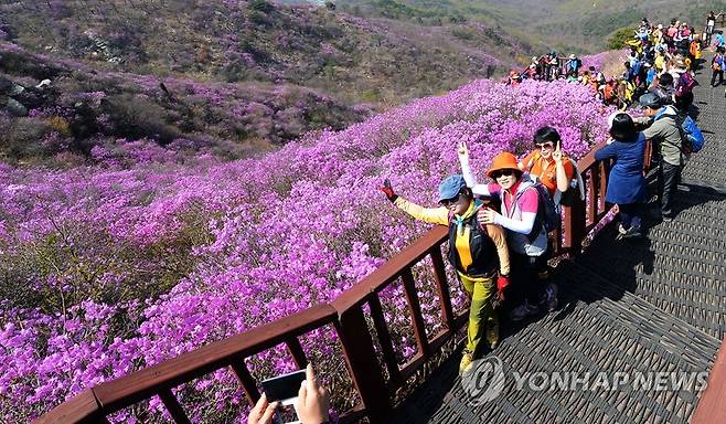 진달래로 뒤덮인 강화 고려산 [연합뉴스 자료사진]