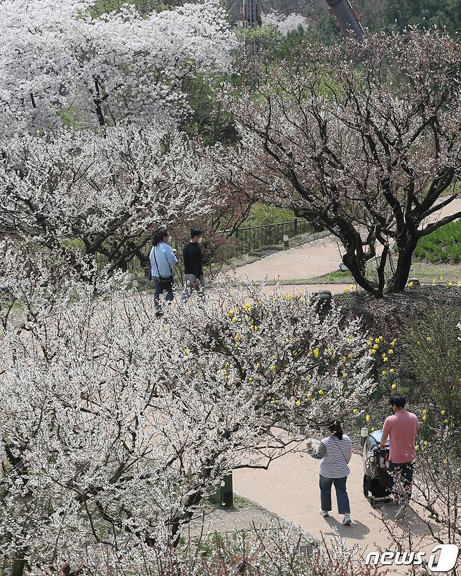 완연한 봄날씨를 보인 12일 오후 경기 용인 처인구 에버랜드 하늘정원길에 벚꽃과 매화가 어우러져 아름다운 풍경을 보이고 있다. 2022.4.12/뉴스1 ⓒ News1 김영운 기자