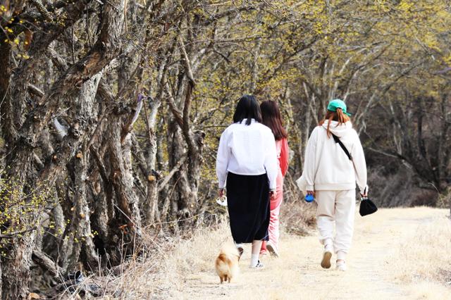 여행객이 반려견과 함께 300년 이상 된 산수유나무 3만 여 그루가 군락을 이룬 의성산수유마을 산책로를 걷고 있다. ⓒ박준규