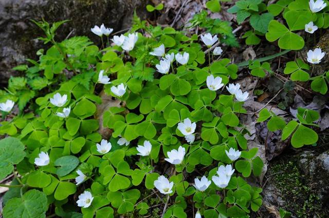 ▲애기괭이밥Ⓒ이승태