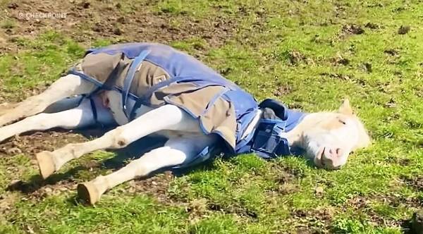 낮잠 자는 슬림 셰이디 [RNZ 사이트 캡처, 재판매 및 DB 금지]