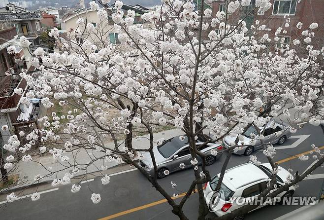 진해 벚꽃 개화 1호 벚나무 '활짝' (창원=연합뉴스) 김동민 기자 = 금요일인 17일 오후 경남 창원시 진해구 이동 생활체육시설 주변 벚나무 한 그루에 꽃이 활짝 펴 시선을 끌고 있다.
    이 벚나무는 진해에서 가장 먼저 개화하는 것으로 유명하다. 2023.3.17 image@yna.co.kr