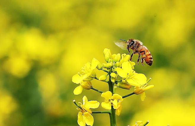 유채꽃밭에서 꿀벌이 만개한 유채꽃 사이를 날아다니며 꿀을 모으고 있다. 연합뉴스