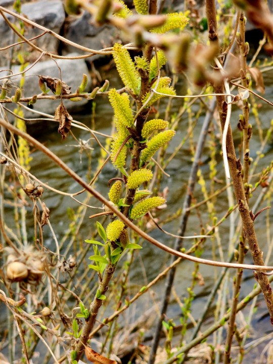 청계천 봄의 전령사인 버드나무 꽃이 천변에 활짝 피어 있다. 3월17일 촬영