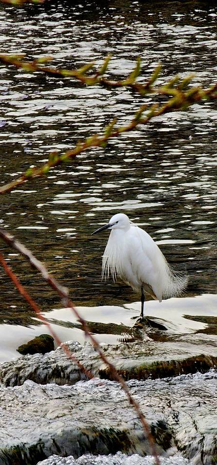 지난 17일 오후 버드나무 꽃과 가막살나무 새순이 피어나는 청계천 물속에서  백로가 물고기를  잡기 위해 물속을 노려보고 있다.