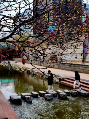 가마살나무 새순이 청계천 징검다리 위에서 빨간 열매와 함께 피어 오르고 있다. 3월17일 촬영