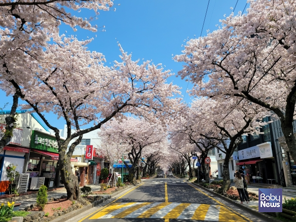 전농로 벚꽃 거리. ⓒ김재원