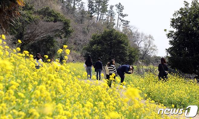 충북 증평군이 초등학교 설립 지연으로 방치됐던 송산리 학교용지를 꽃밭으로 조성한다.(자료사진) / 뉴스1