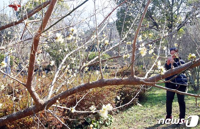 제주시 한라수목원에 매화가 펴 시선을 사로잡고 있다. 2023.2.7/뉴스1 ⓒ News1 오현지 기자