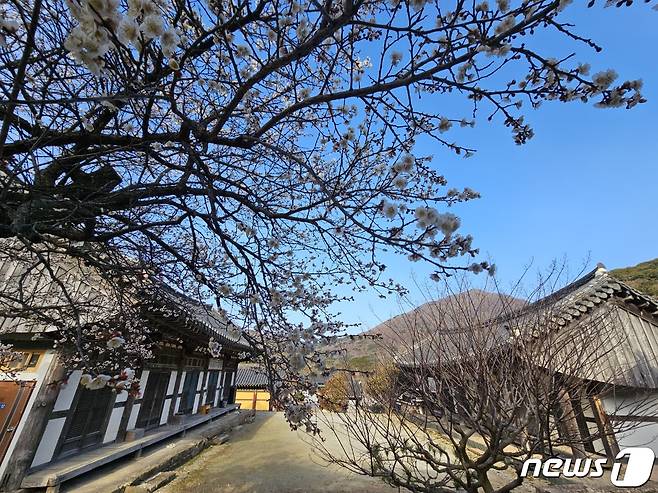 매화꽃이 만개한 가득한 가운데 고즈넉한 해남군 대흥사.(사진작가 천기철 제공)2023.3.20/뉴스1