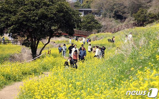 19일 오후 유채꽃 명소인 제주 서귀포시 중문동 엉덩물계곡에서 도민과 관광객들이 봄정취를 만끽하고 있다.2023.3.19/뉴스1 ⓒ News1 고동명 기자