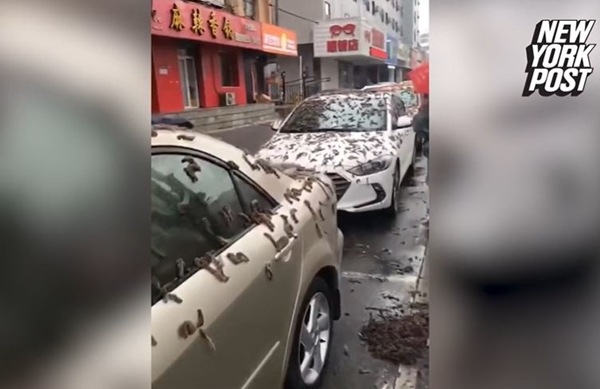 미국 매체 뉴욕포스트는 중국 랴오닝성의 한 거리에 벌레 비가 내렸다는 주장에 대해 "벌레와 비슷하게 생긴 꽃줄기일 가능성이 있다"고 보도했다. 사진은 랴오닝성의 한 거리에 정차된 차량 모습. /사진=뉴욕포스트 캡처