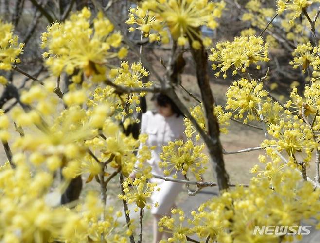 [청주=뉴시스] 조성현 기자 = 낮이 밤보다 길어지기 시작한다는 춘분(春分)을 하루 앞둔 20일 오후 충북 청주시 청원구 주중동 한 공원에 산수유가 꽃망울을 터뜨리고 있다. 2023.03.20. jsh0128@newsis.com