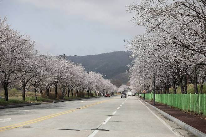 계룡제 3정문 일대에 활짝 핀 벚꽃 모습. 2023. 03. 20  *재판매 및 DB 금지