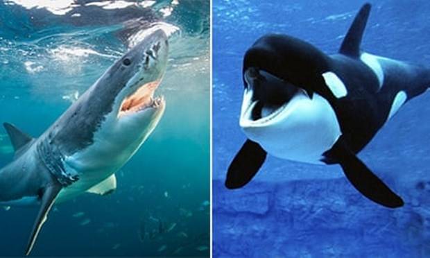 백상아리와 범고래의 모습