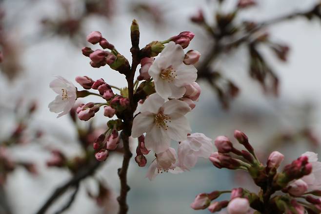 막 피기 시작하는 벚꽃.