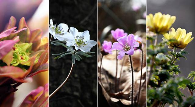 봄을 맞은 풍도에는 섬 전체가 야생화 풍년이다. 풍도 야생화 중 으뜸인 풍도대극(왼쪽부터), 오직 풍도에서만 자생하는 풍도바람꽃, 연분홍 꽃이 앙증맞은 노루귀, 노란색 봄꽃인 복수초. 풍도=왕태석 선임기자