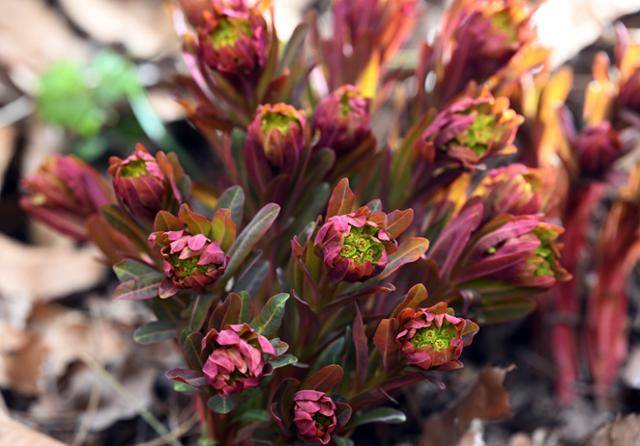 풍도 야생화 중 으뜸인 풍도대극이 화려한 색을 뽐내고 있다.