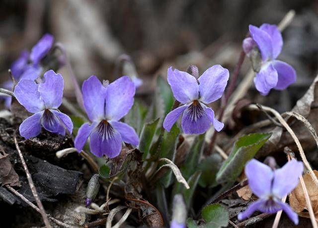 작고 귀여운 보라색 제비꽃이 수줍게 피어 있다.