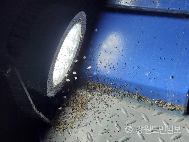 ▲ 최근 날씨가 따뜻해지며 평창읍 시가지와 주변 산책로 일대에 날파리떼가 극성을 부려 주민들이 생활불편을 호소하고 있다.평창강 인도교 야간 조명에 모여든 날파리떼.신현태