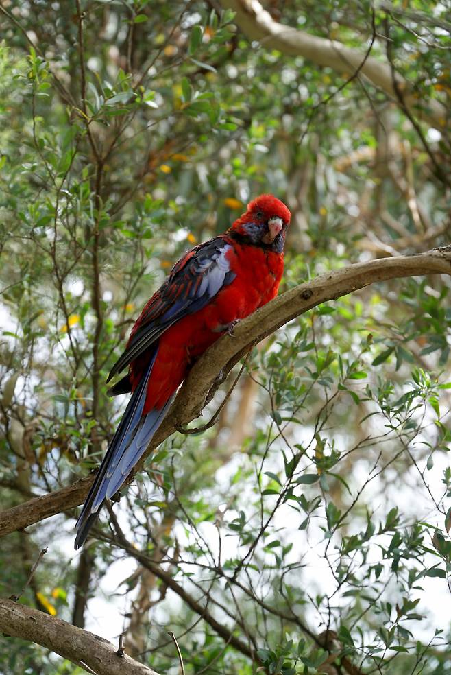 케넷리버에 사는 붉은새