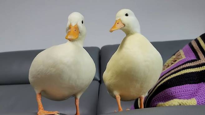 [서울=뉴시스]유튜브 채널 '도시오리'는 반려 집오리 '치즈'와 '설기'의 일상을 보여준다. (사진=도시오리 채널 영상 캡처) 2023.03.10. photo@newsis.com *재판매 및 DB 금지