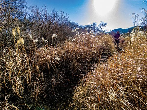 햇빛을 머금은 은빛 억새가 펼쳐지는 상대봉 철쭉군락지. 매년 5월이면 이 주변은 철쭉이 만개해 장관을 연출한다.