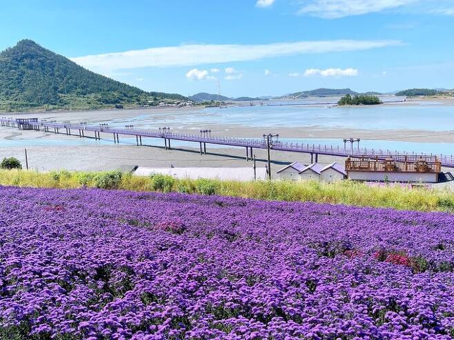 꽃이 만개한 라벤더 정원. 출처 신안군 홈페이지.