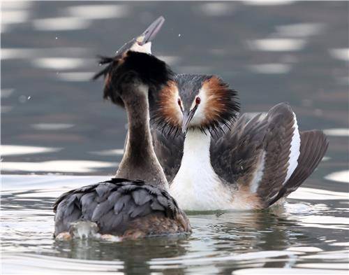 뿔논병아리의 구애 행동 [촬영 유형재]