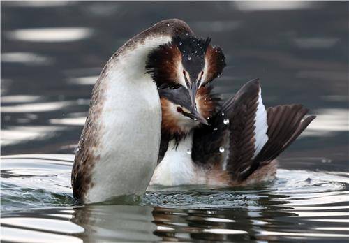 서로의 관심 끌려는 뿔논병아리 구애 행동 [촬영 유형재]