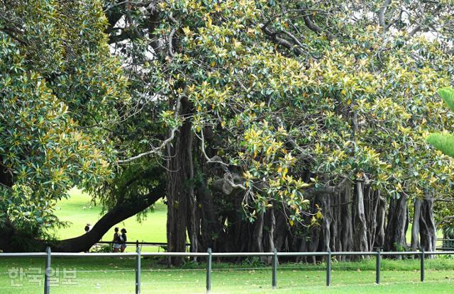 시드니 왕립식물원에는 거대하게 자란 나무들이 초록 그늘을 드리우고 있다.