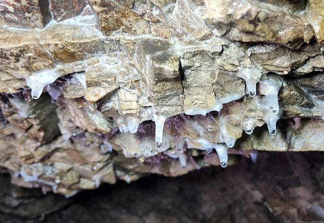 부평 지하호에서 발견된 종유관 [촬영 김상연]