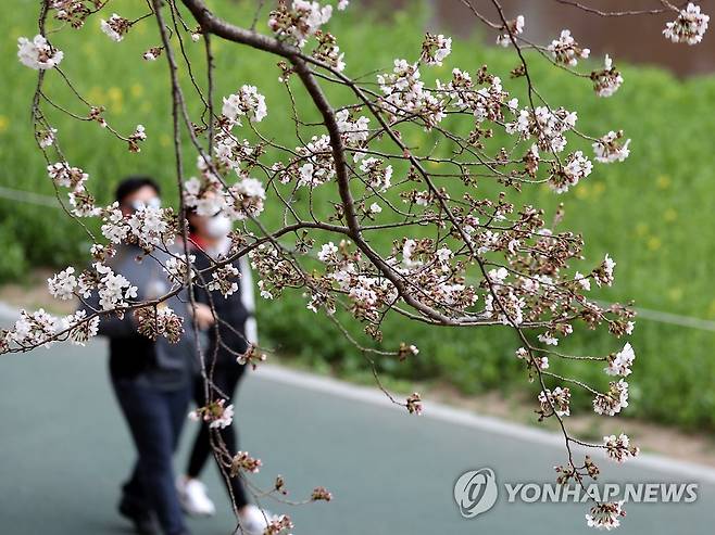 벚꽃 피기 시작한 부산 온천천 [연합뉴스 자료사진]