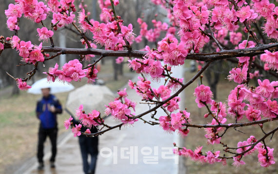 봄비가 내린 지난 12일 서울 성동구 하동매실거리에서 홍매화가 핀 가운데 시민들이 우산을 쓰고 보행하고 있다. (사진=방인권 기자)