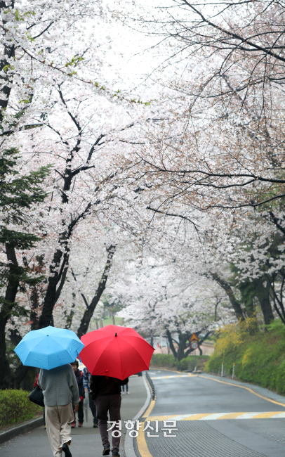 봄비가 내리는 서울 남산 풍경. 경향신문 자료사진