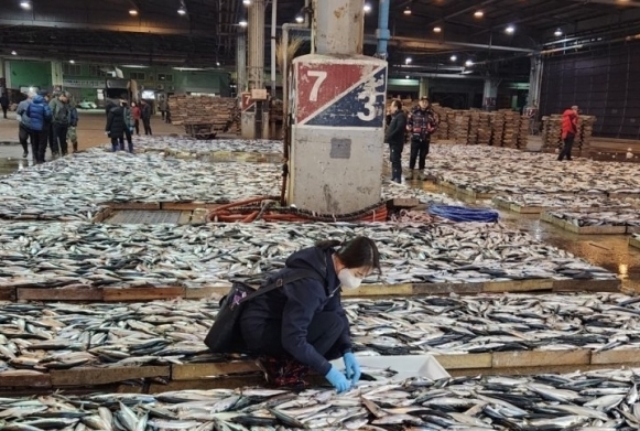 지난 28일 오전 부산공동어시장에서 국립수산물품질관리원 관계자가 방사능 검사를 위해 고등어를 채취하고 있다.[사진출처 = 연합뉴스]